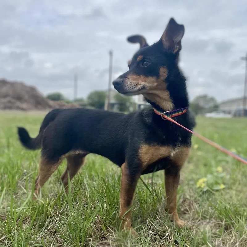 An adult small-sized female Black Chihuahua dog named Roxie for adoption in Wimberley, TX