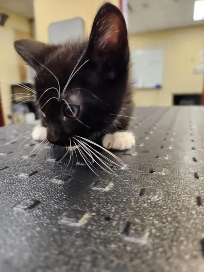 A baby small-sized male Domestic Short Hair cat named Scrunch for adoption in Independence, MO