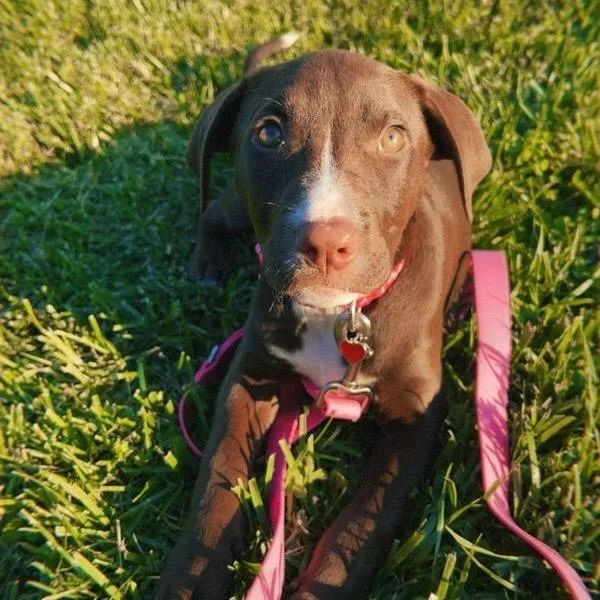 A baby small-sized female Brown / Chocolate Chocolate Labrador Retriever dog named Nibbles for adoption in East Saint Louis, IL