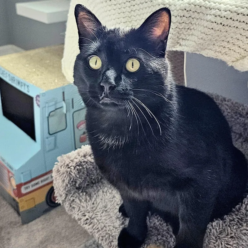 An adult medium-sized male Black American Shorthair cat named Frank for adoption in Chicago, IL