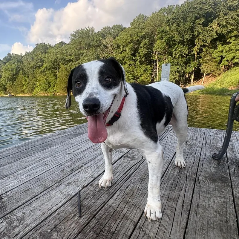 An adult large-sized male Black Pointer dog named Doug for adoption in Festus, MO