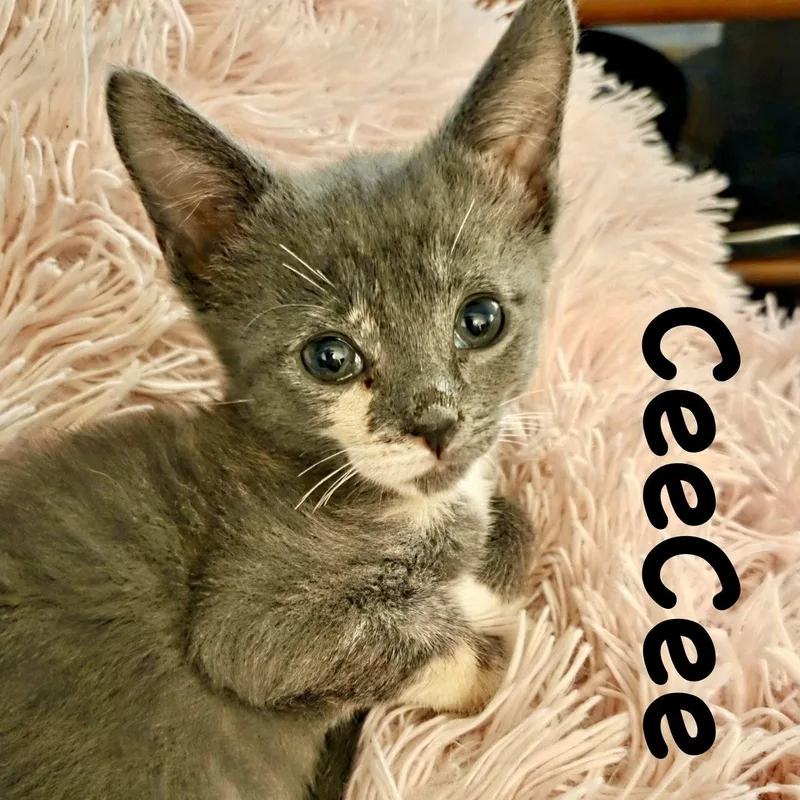 A baby medium-sized female Gray & White Domestic Short Hair cat named Ceecee for adoption in Reston, VA