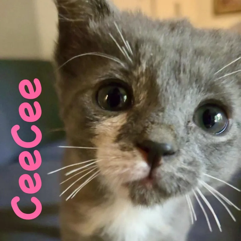 Ceecee thumbnail 2