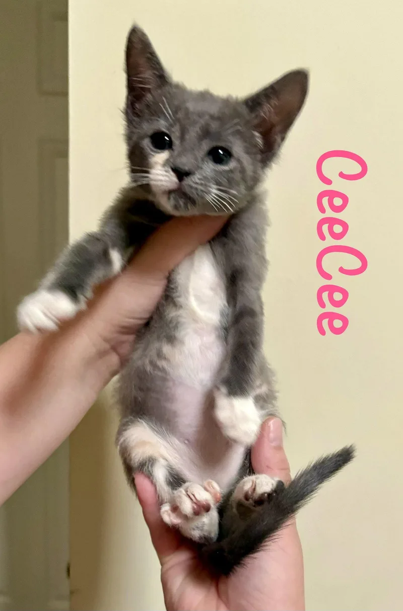 Ceecee thumbnail 3