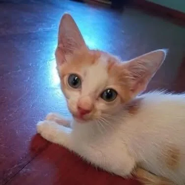 A baby large-sized female Domestic Short Hair cat named Noodle for adoption in Augusta, GA