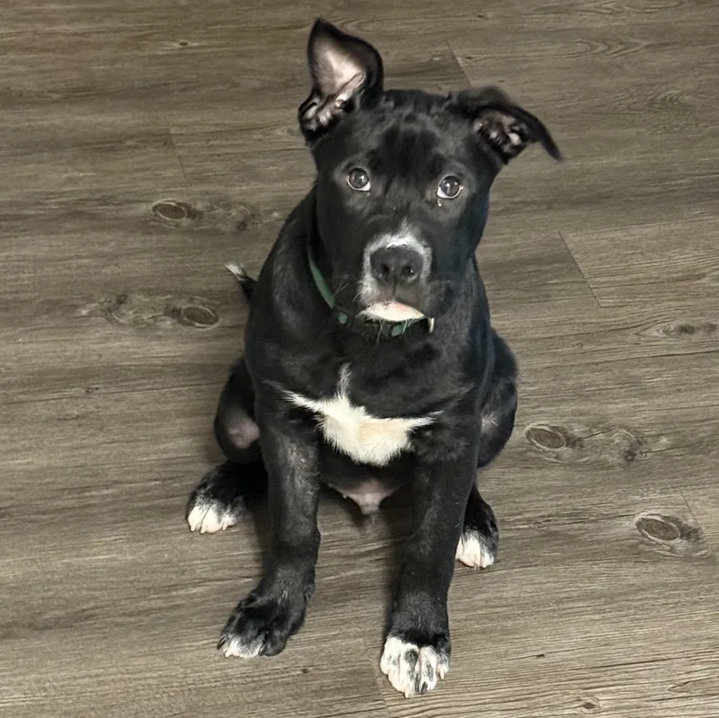 A baby large-sized male Labrador Retriever dog named Chapo for adoption in Proctorville, OH