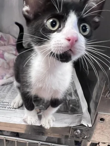 A baby small-sized male Domestic Short Hair cat named Sitcom for adoption in Houston, TX
