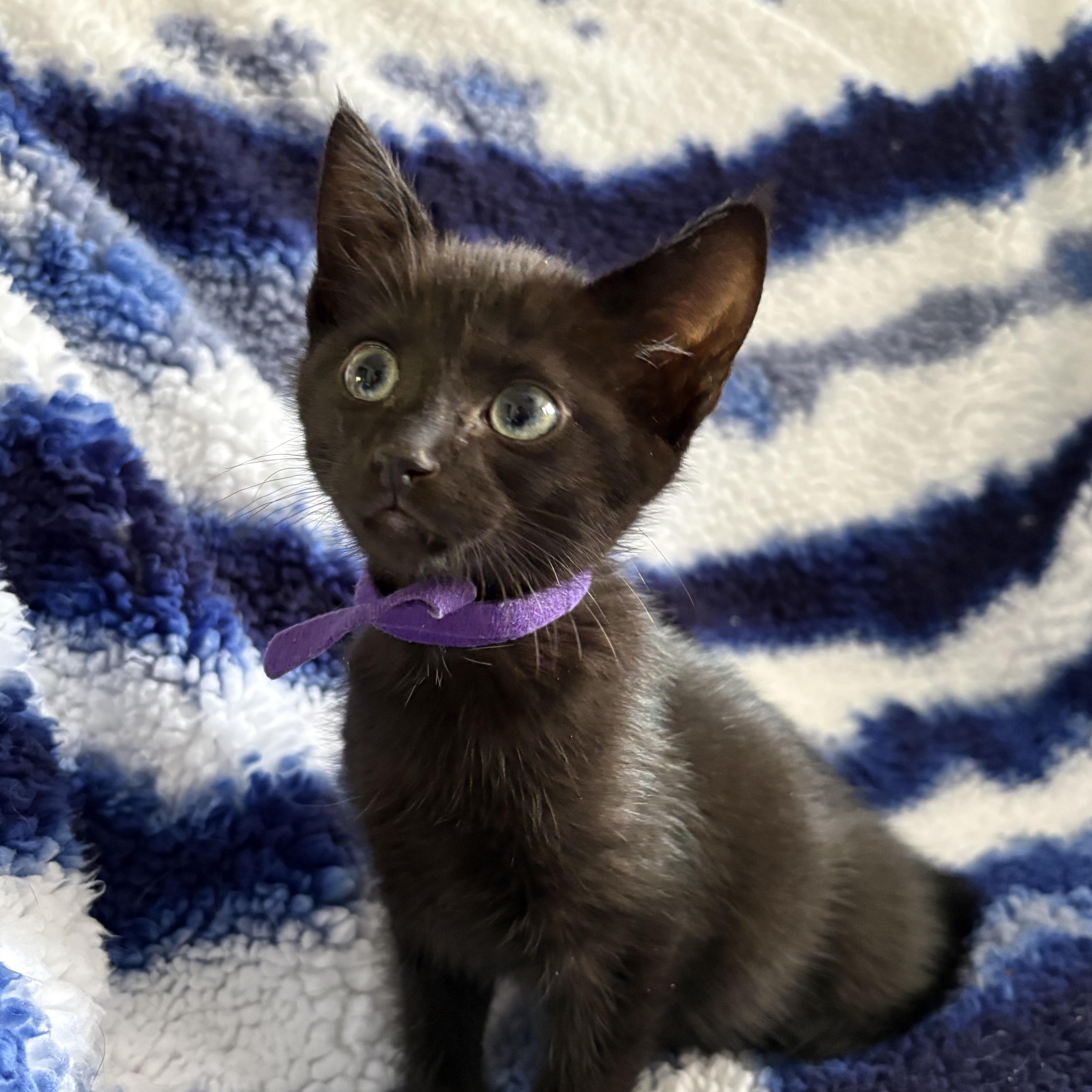 A baby medium-sized female Black Domestic Short Hair cat named Ena for adoption in Moriches, NY