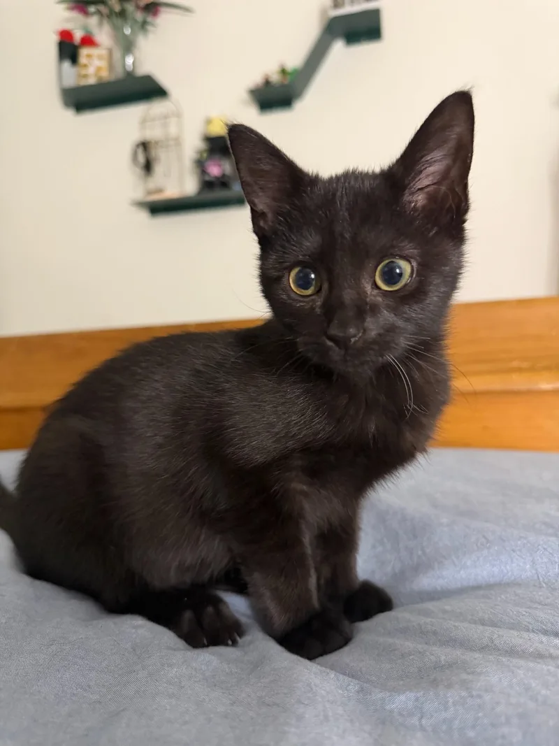 A young medium-sized female Black American Shorthair cat named Wisp for adoption in Brookston, IN