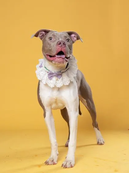 An adult medium-sized female Mixed Breed dog named Patchwork for adoption in Atlanta, GA