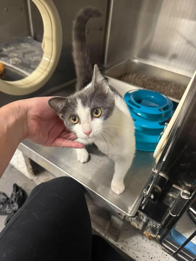 A baby medium-sized female Gray & White Domestic Short Hair cat named Pebble for adoption in Emerald Isle, NC