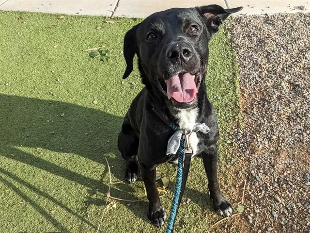A young large-sized male Labrador Retriever dog named Durian for adoption in Phoenix, AZ