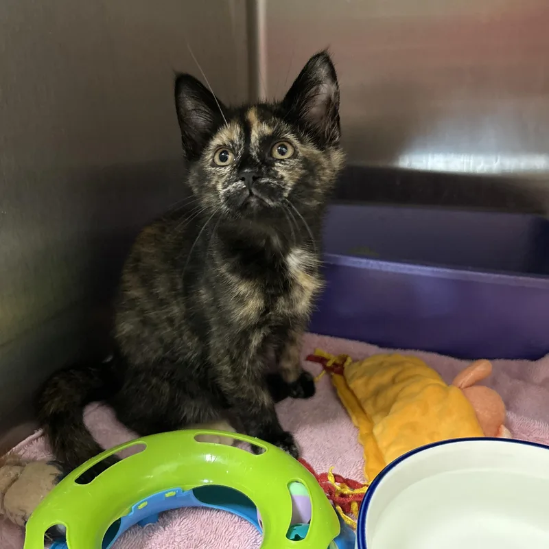 A baby medium-sized female Tortoiseshell cat named Gigi Hadid for adoption in La Grange Park, IL