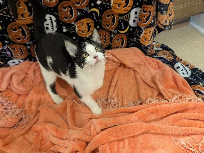 A baby medium-sized male Black & White / Tuxedo Domestic Short Hair cat named Max for adoption in Lafayette, LA