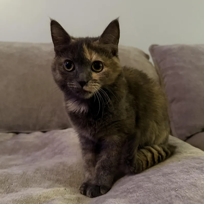 A baby medium-sized female Tortoiseshell Domestic Short Hair cat named Arya for adoption in Mokena, IL
