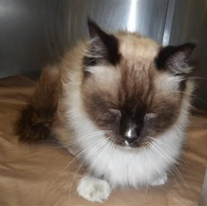 An adult extra large-sized male Maine Coon cat named Kalimba for adoption in Los Angeles, CA
