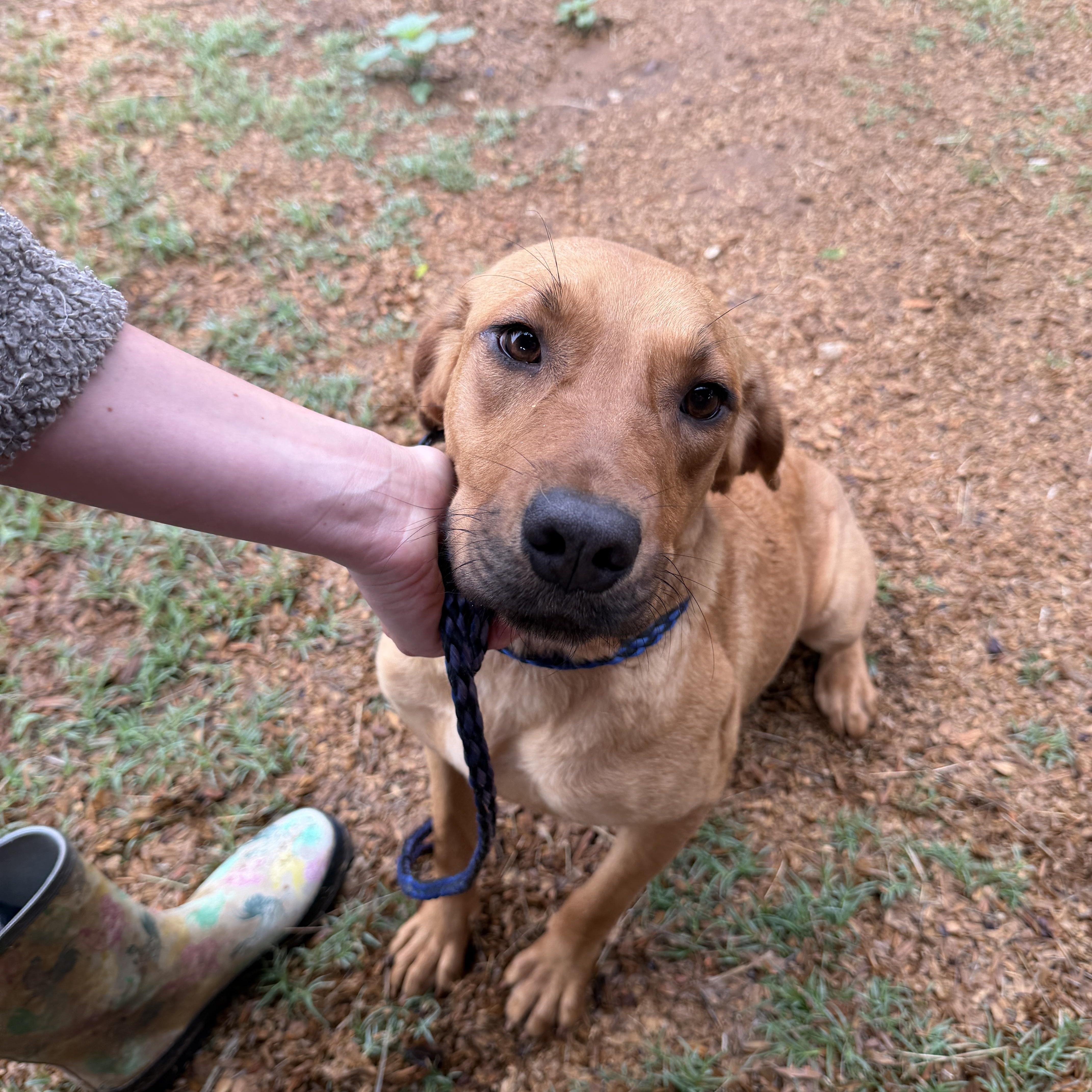 A young medium-sized female Golden Labrador Retriever dog named Jill for adoption in Seguin, TX