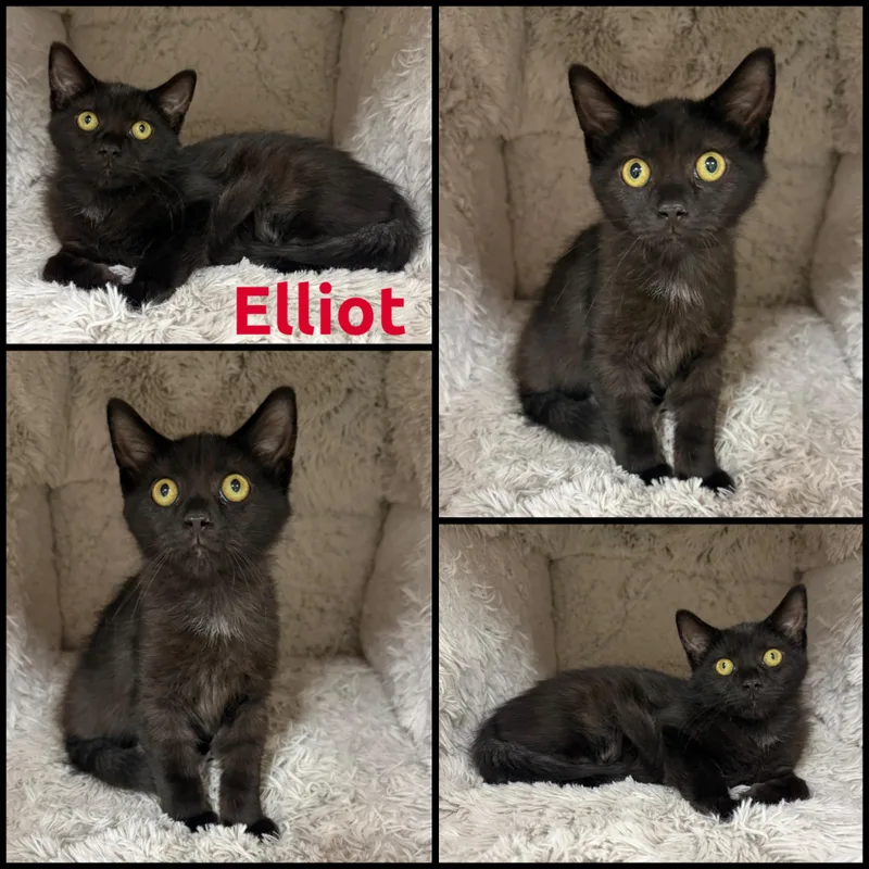 Elliot