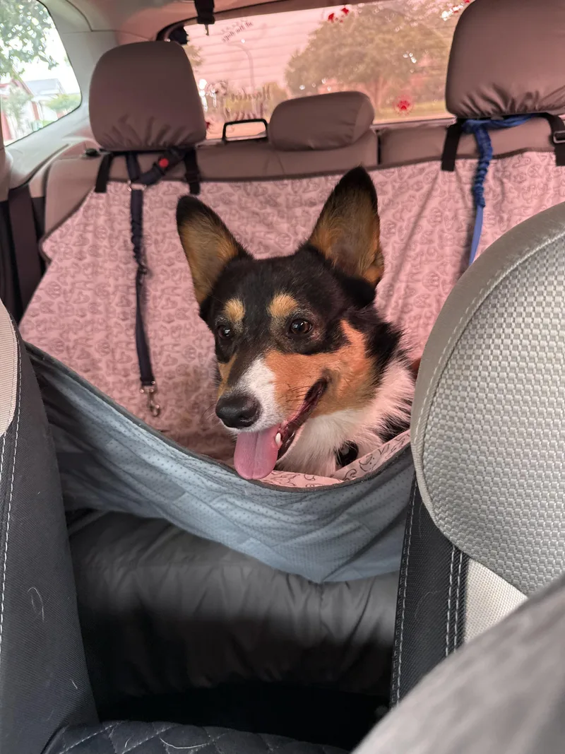 A young medium-sized male Pembroke Welsh Corgi dog named Duke Riley for adoption in Arlington, TX