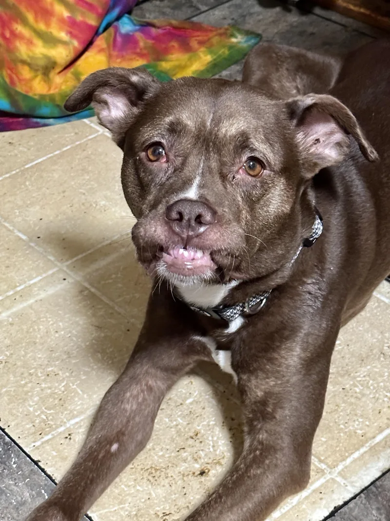 An adult large-sized female Pit Bull Terrier dog named Dove for adoption in Grand Rapids, MI