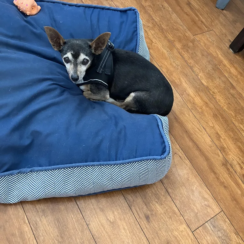 A senior small-sized male Chihuahua dog named Lonny for adoption in Wingdale, NY