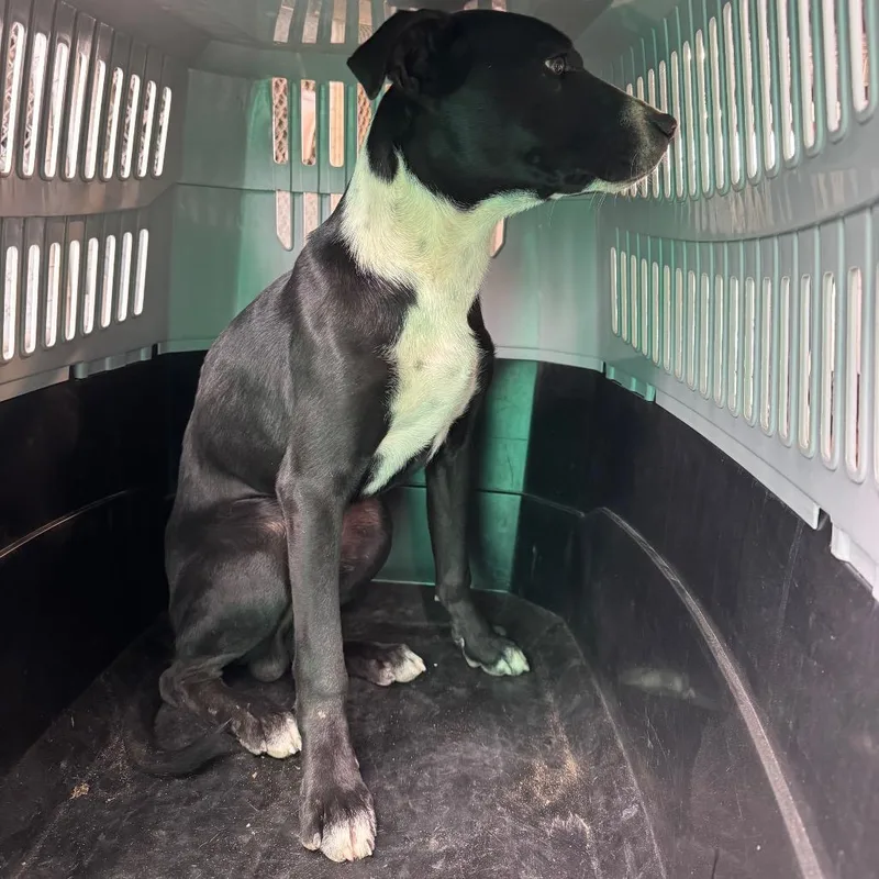 A young medium-sized male Black Mixed Breed dog named Jimmy for adoption in Las Cruces, NM