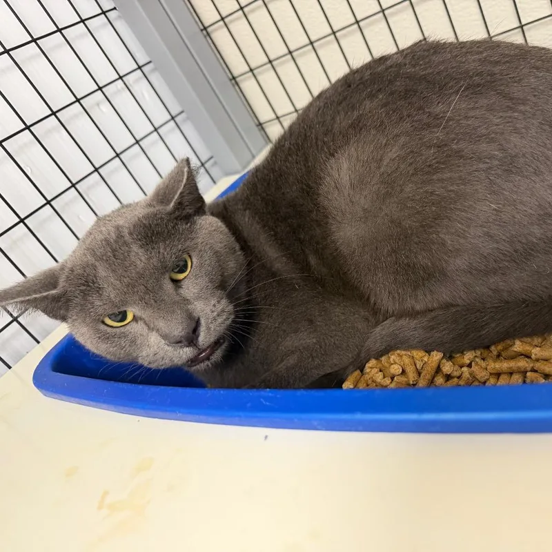 An adult medium-sized male Domestic Short Hair cat named Baron for adoption in Columbiana, AL