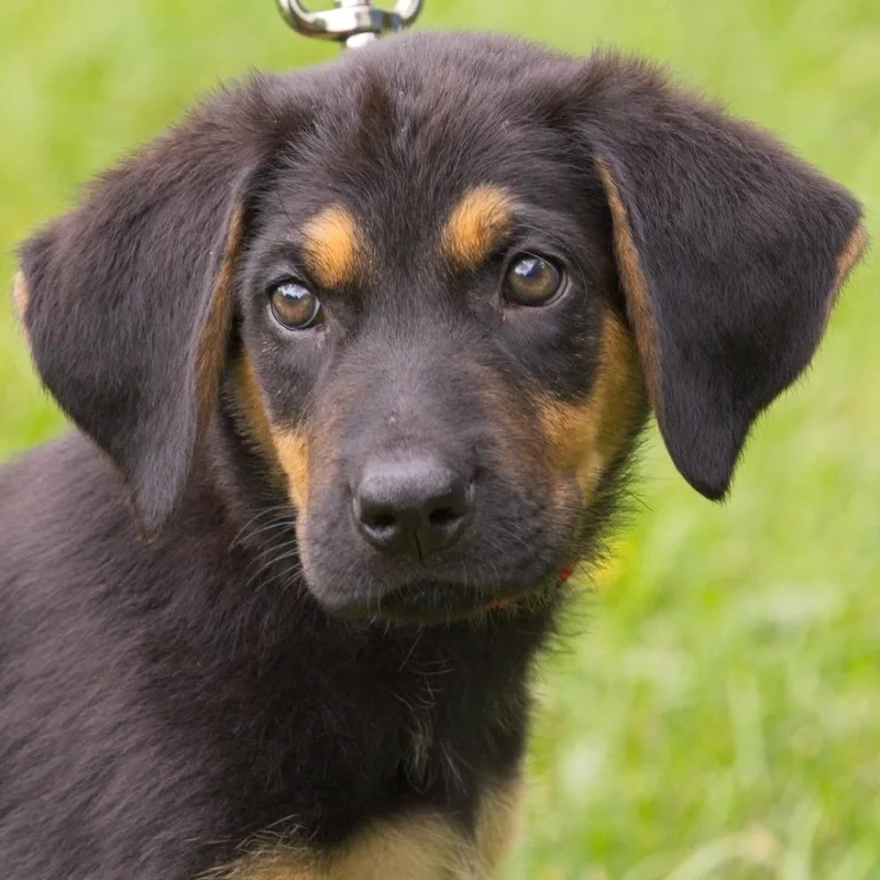A baby medium-sized female Black Shepherd dog named Wiggle for adoption in South Elgin, IL