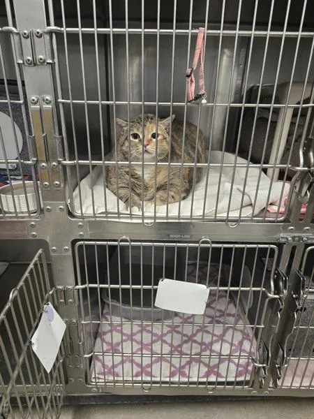 An adult medium-sized female Domestic Short Hair cat named Chloe for adoption in Millersville, MD
