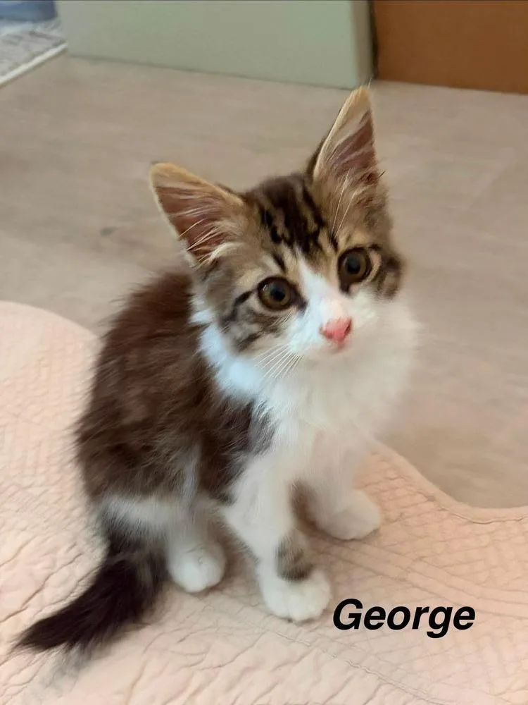 George