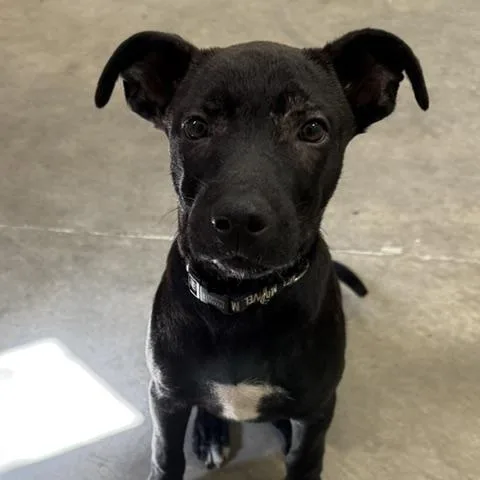 A baby large-sized female Black Labrador Retriever dog named Gypsy Star for adoption in Andover, MA