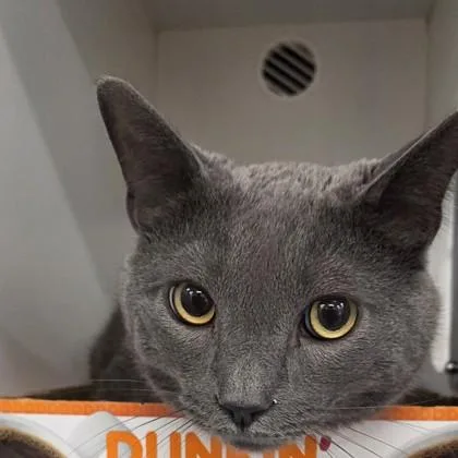 An adult large-sized male Domestic Short Hair cat named Remiru for adoption in Voorhees, NJ