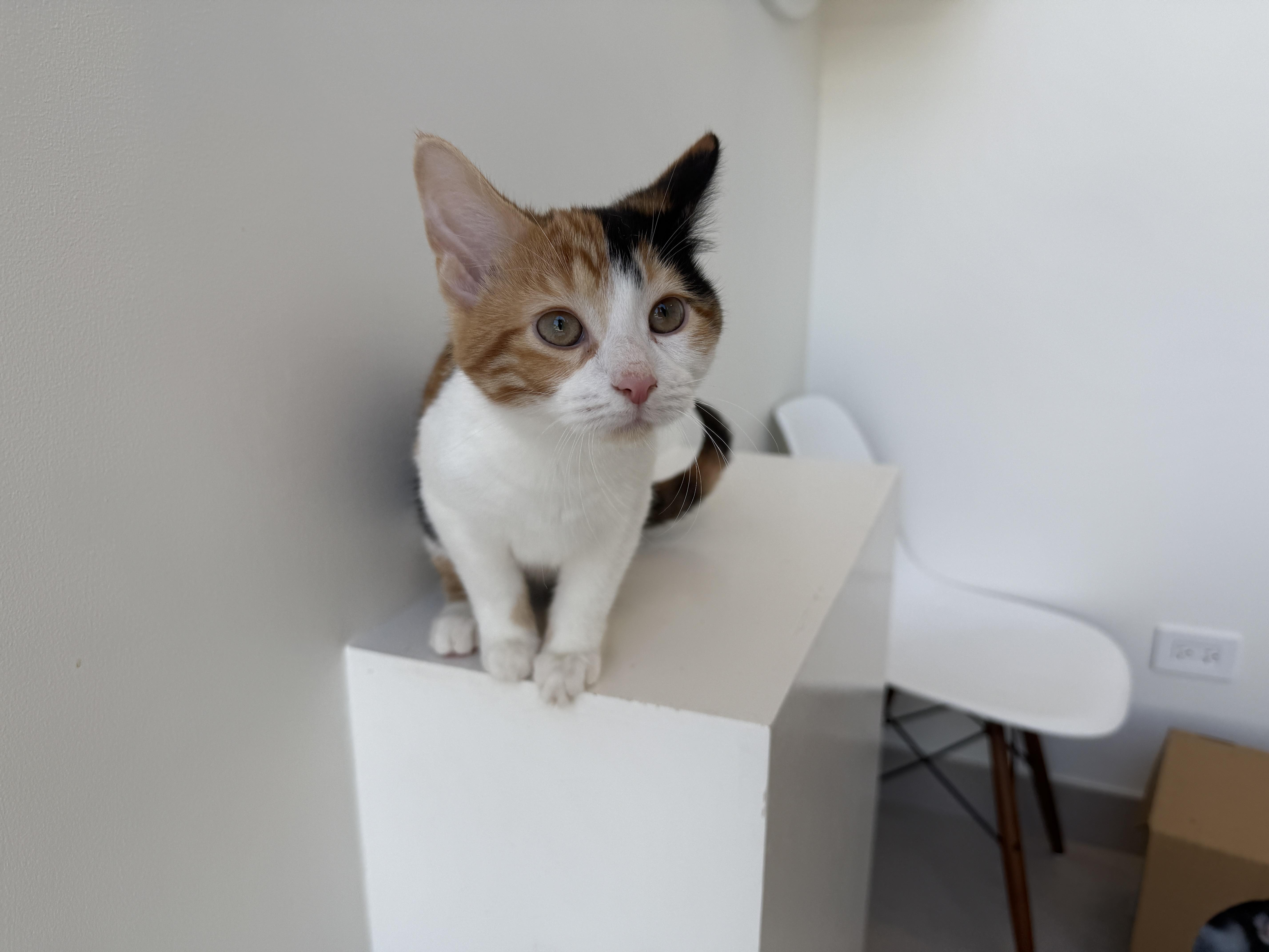 A baby medium-sized female Domestic Short Hair cat named Buttercup for adoption in Evanston, IL