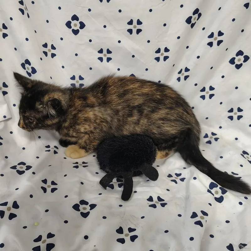 A baby small-sized female Tortoiseshell Domestic Short Hair cat named Turtle for adoption in Coos Bay, OR