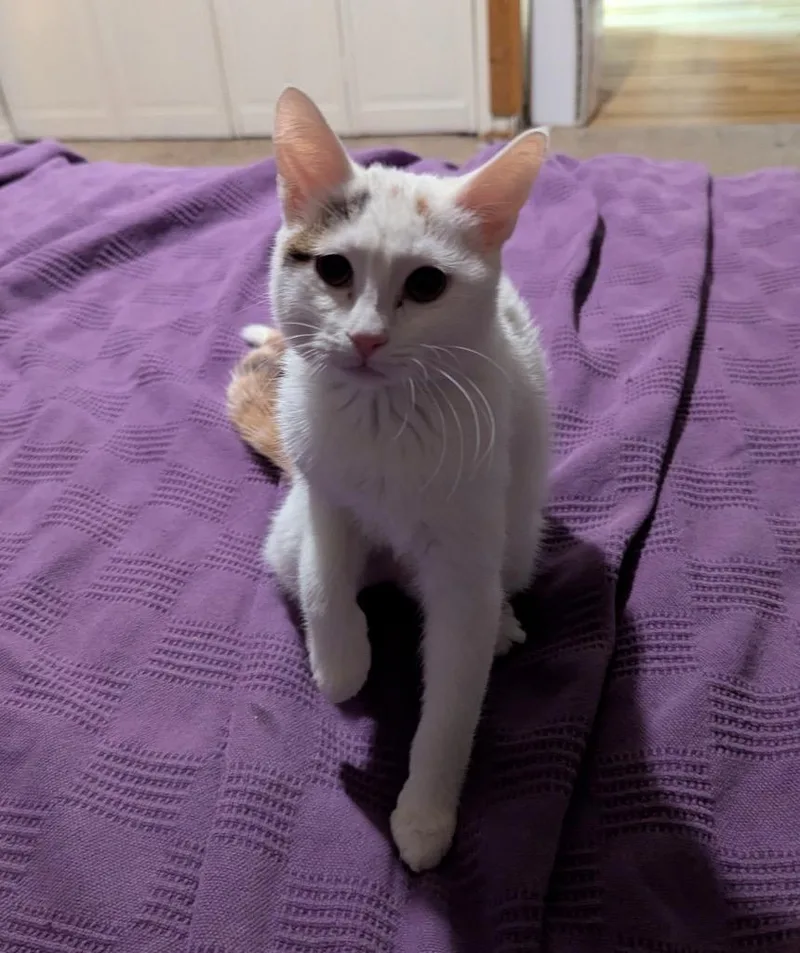A baby small-sized female Domestic Short Hair cat named Lottie for adoption in Ogden, UT