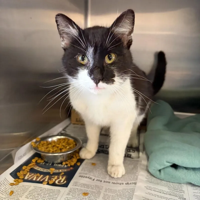 An adult medium-sized male Black Domestic Short Hair cat named Trucker for adoption in Oak Hill, WV