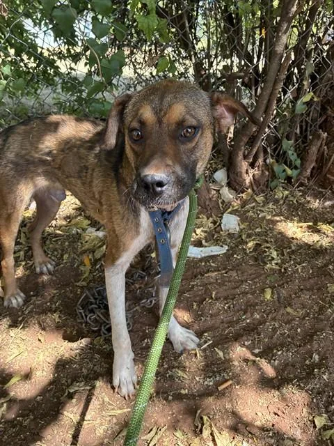 An adult medium-sized male Hound dog named A for adoption in Oklahoma City, OK