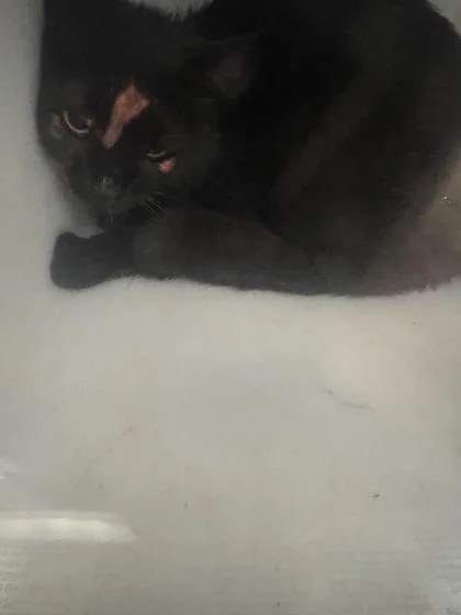 An adult medium-sized female Domestic Short Hair cat named Strike for adoption in Sevierville, TN