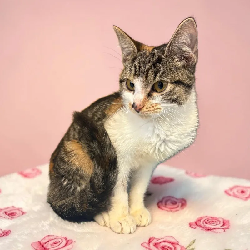 A young small-sized female Calico cat named Cleo for adoption in Richmond, KY