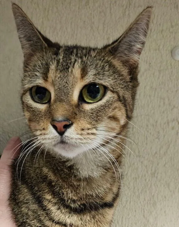 An adult small-sized male Domestic Short Hair cat named Queen Coral for adoption in Salisbury, MD
