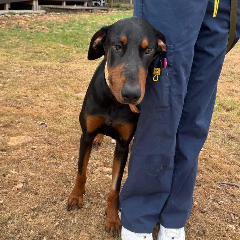 Honey Badger thumbnail 2