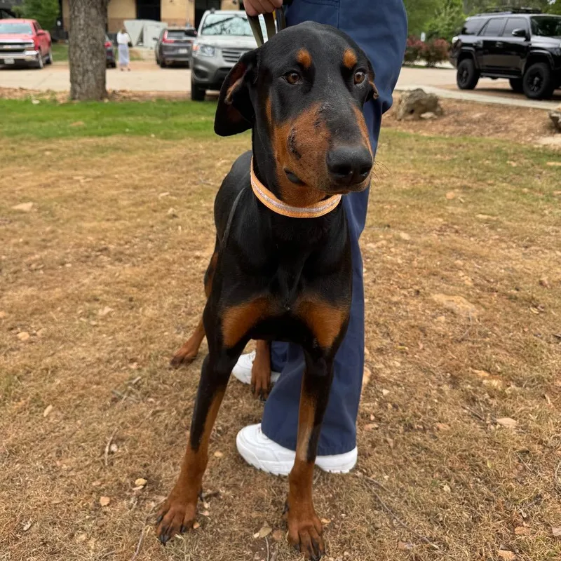 Honey Badger thumbnail 4