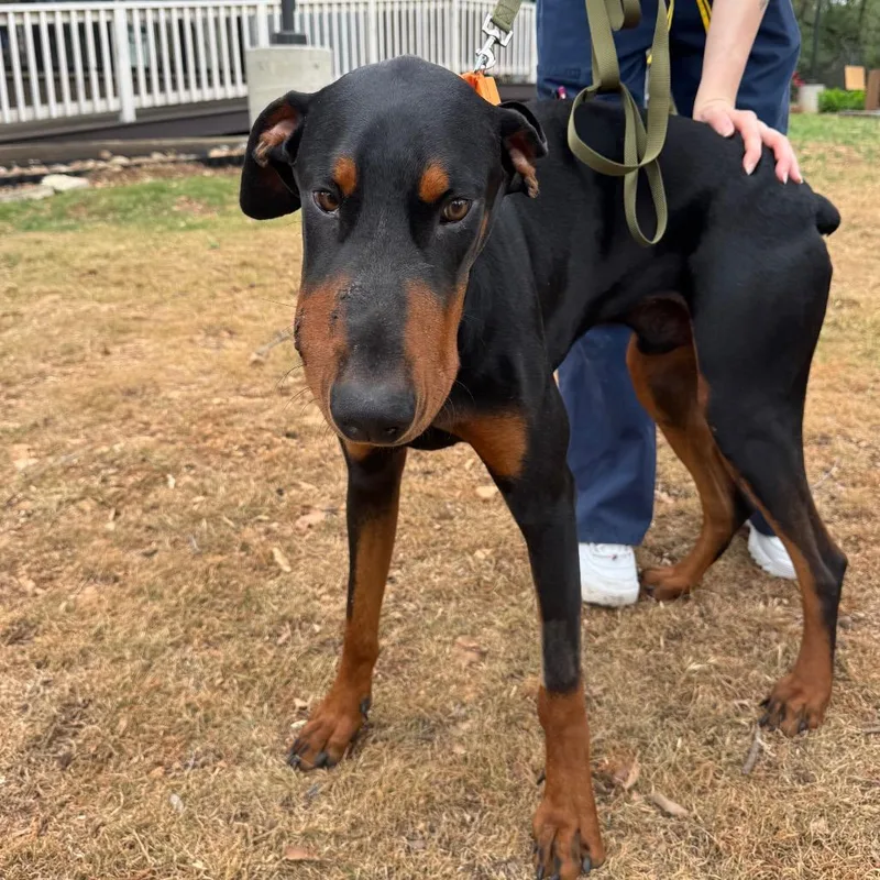 Honey Badger thumbnail 5