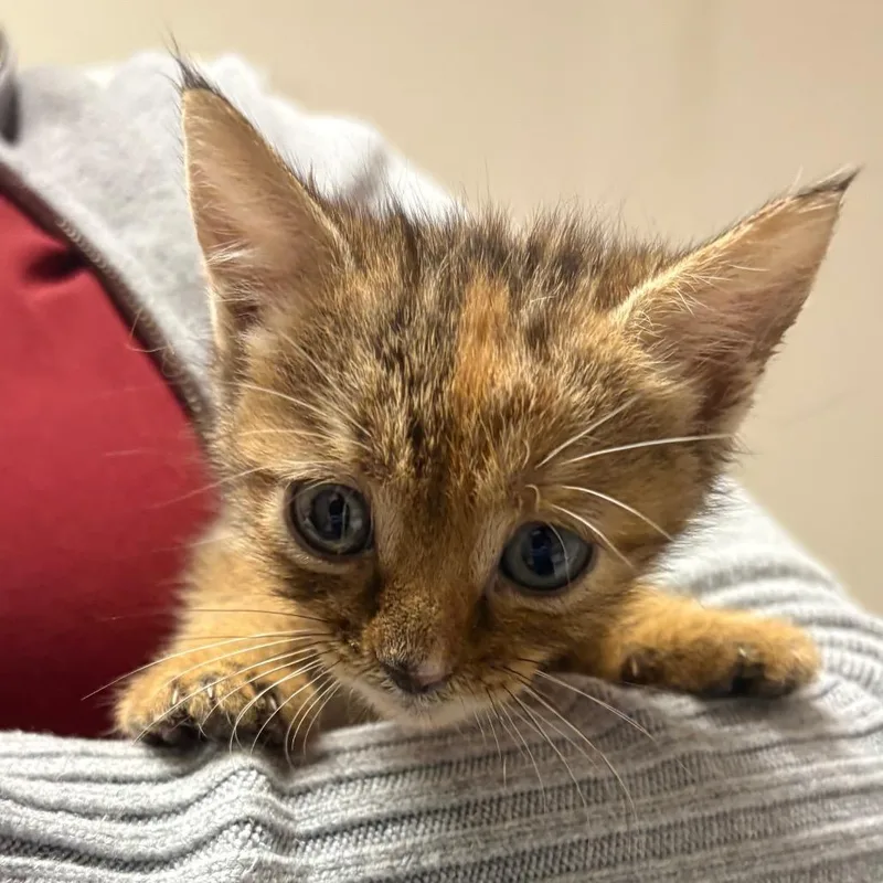 A baby small-sized female Brown / Chocolate Domestic Short Hair cat named Daphne for adoption in Yuma, AZ
