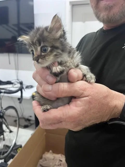 A baby small-sized female Domestic Medium Hair cat named Agott for adoption in Fort Walton Beach, FL