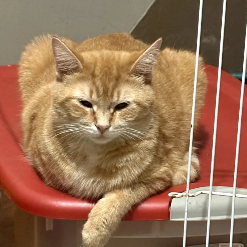 A young medium-sized female Orange / Red Domestic Short Hair cat named Cheese orange girl for adoption in Carmel, IN