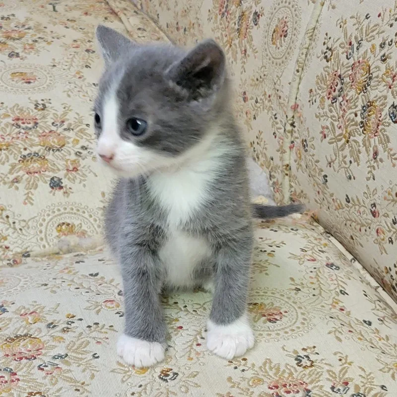 A baby small-sized male Gray / Blue / Silver Domestic Short Hair cat named Zip for adoption in Incline Village, NV