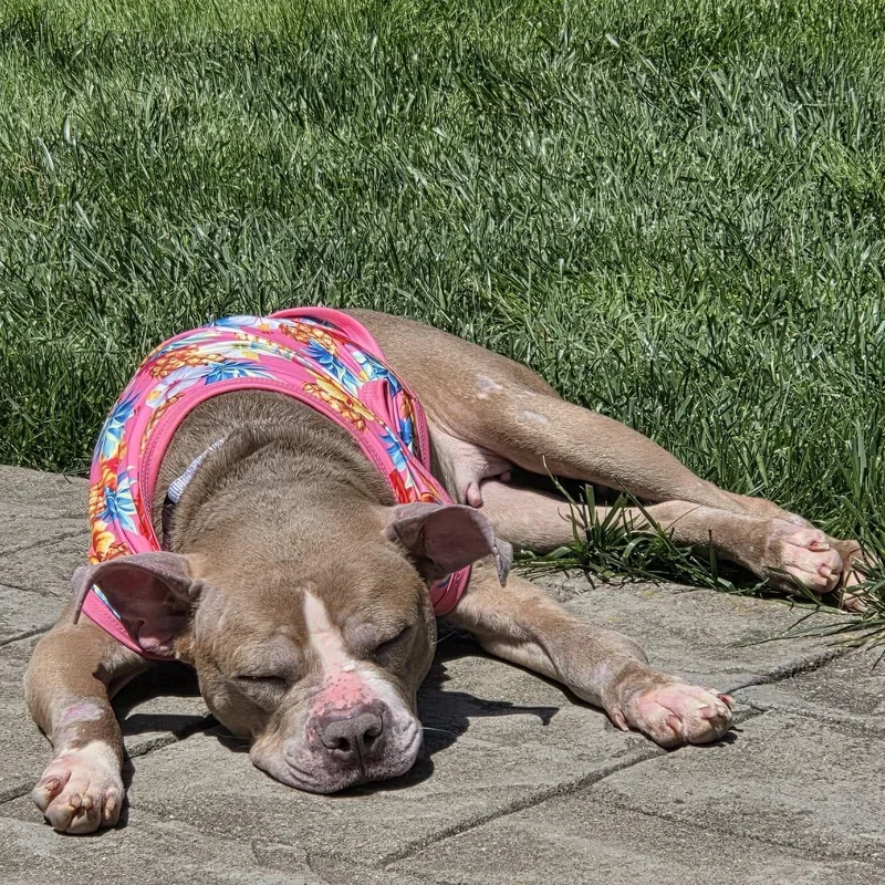 A young medium-sized female Brown / Chocolate Pit Bull Terrier dog named Tina for adoption in Grafton, OH