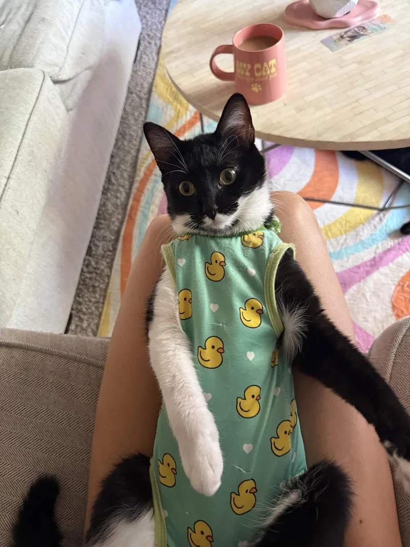 A baby medium-sized female Black & White / Tuxedo Domestic Short Hair cat named Otter for adoption in Glendale, AZ