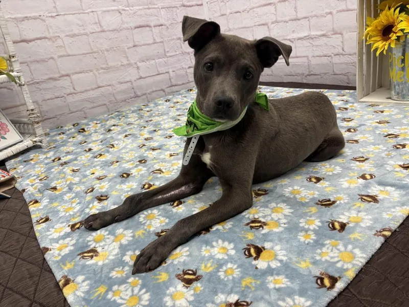 A young medium-sized male Mixed Breed dog named Battista for adoption in Detroit, MI